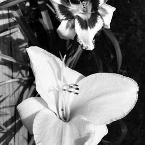 Meet your Posher, Dana